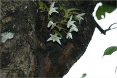 Eria reticosa
